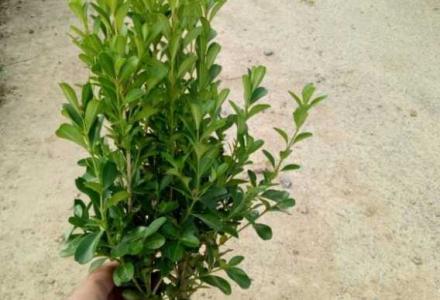 黄杨树移植季节注意事项