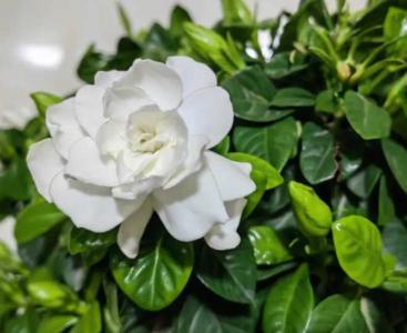 栀子花喜光照吗