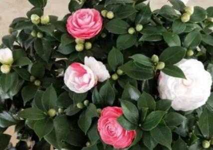 茶花十八学士怎样浇水施肥