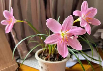 风雨兰开花有毒