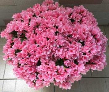 蜡皮杜鹃花会长大吗