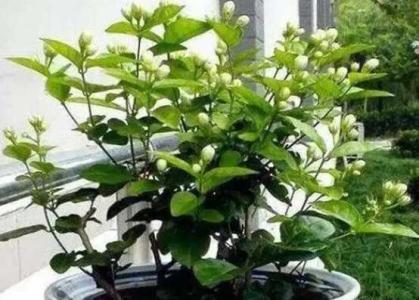 茉莉花怎么修剪开花多