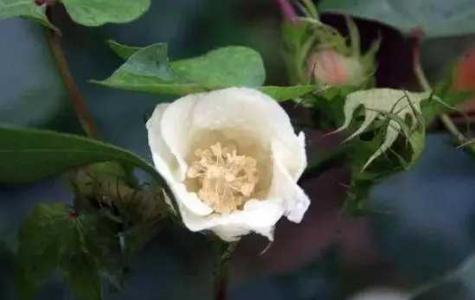 棉花没开花之前叫什么