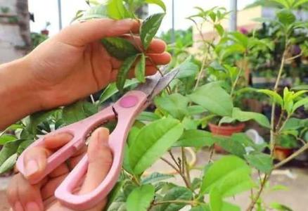 桂花剪枝正确方法
