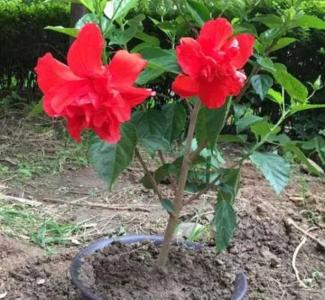 扶桑花嫁接方法和注意事项