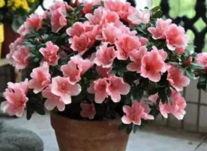 杜鹃花多少天浇一次水