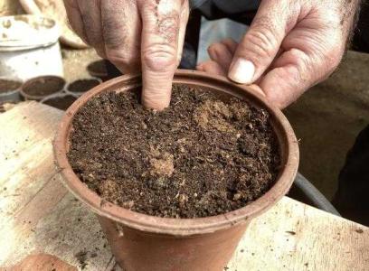 花盆什么时候换土好