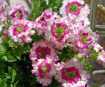 美女樱是一年四季开花吗