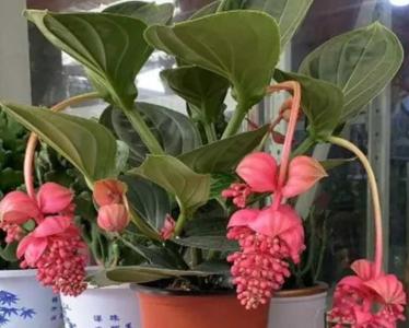 宝莲灯花叶子掉了怎么办