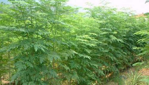 辣木树北方的栽培技术