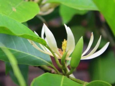 黄果兰树什么季节栽培为好