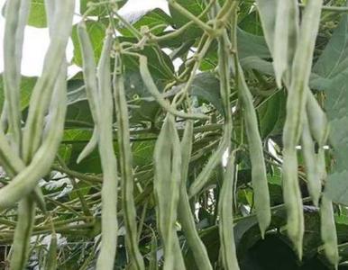 豆角开花可以施尿素吗