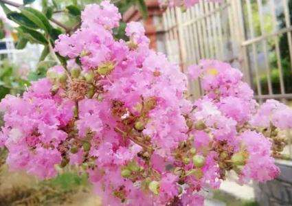 紫薇花适合在家种吗