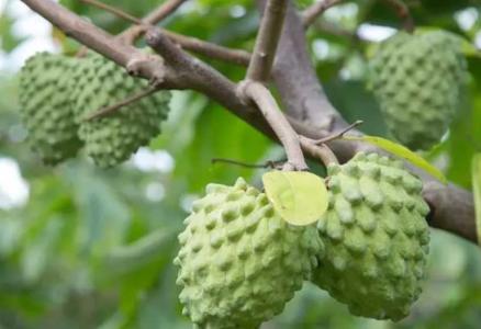 释迦果树可以在家里种植吗