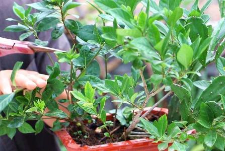怎样修剪栀子花枝条