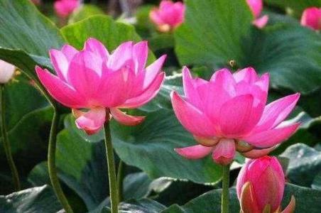荷花的养殖要点