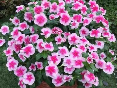 耐寒耐热好养四季开花