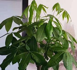 招财树喜阴还是喜阳光