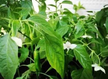 辣椒开花期能施肥吗