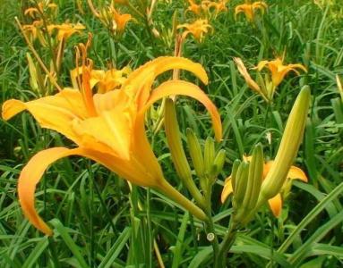 黄花菜喜欢旱还是涝