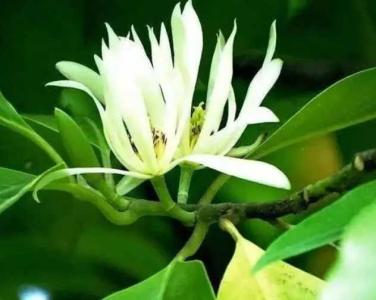 白兰花用什么肥开花多