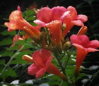 凌霄花在什么季节开