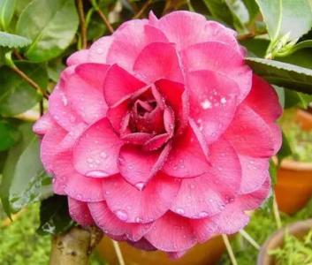 茶花贝拉大玫瑰好养吗