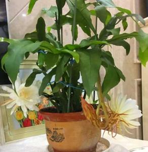 昙花苗水培需要注意什么