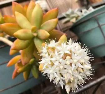 多肉开不开花