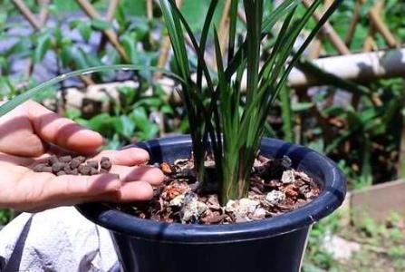 新入盆的兰花什么时候可以用缓释肥