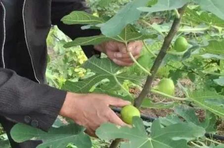 无花果树管理修剪技术