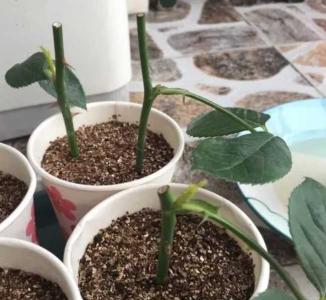 7月份扦插月季花技术
