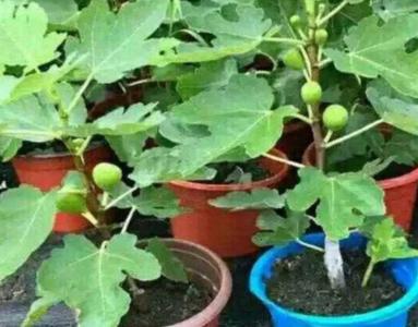 刚移栽无花果能施肥吗
