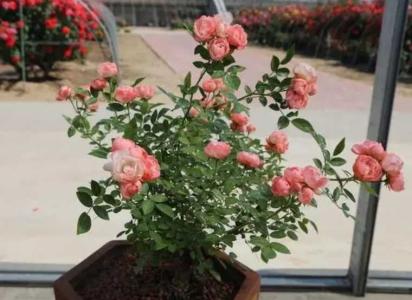 蔷薇花适合什么样的花盆