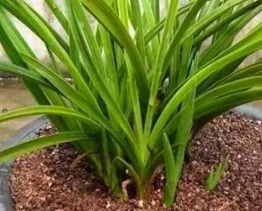 兰花施肥的最佳季节