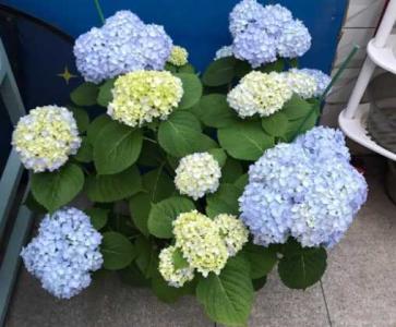 无尽夏小苗几年开花