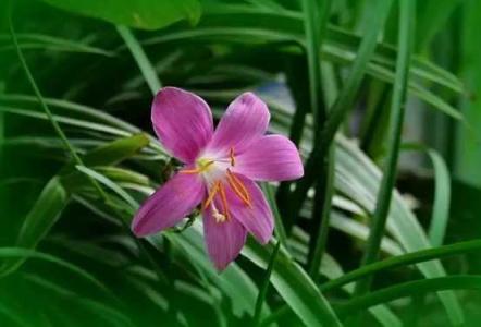 韭菜兰花有什么功效与作用