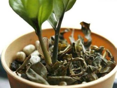 茶叶渣可以当肥料养花吗