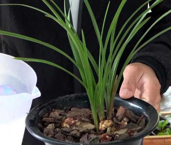 兰花要开花了怎么浇水