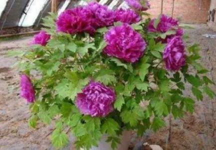 牡丹花施肥施什么肥