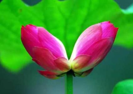 并蹄莲的花语是什么
