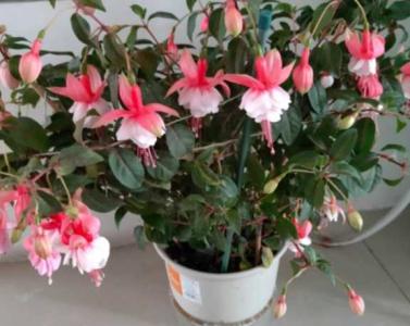 倒挂金钟花养殖方法