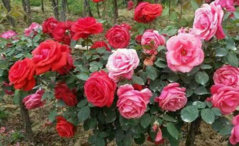 月季花什么时候种