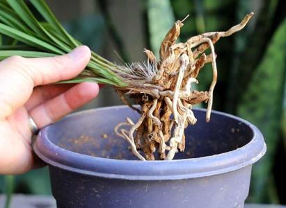 兰花烂根最好的处理方法