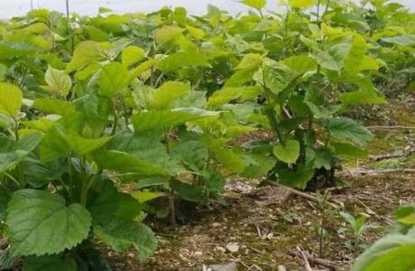 怎样种植桑树