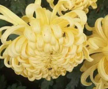 菊花的茎有什么特点