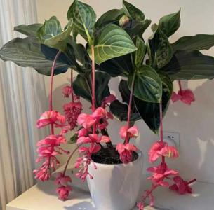 宝莲灯花怎么养才能开花