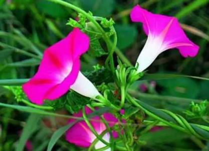 牵牛花预示什么兆头