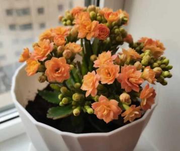 长寿花在几月份开花
