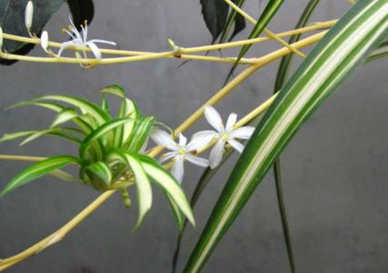 吊兰几年才会抽穗开花